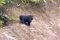 Linh trưởng bất ngờ xuất hiện tại khu dân cư Hòa Bình: Loài cực hiếm! 