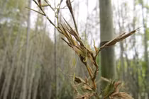 Bí ẩn loài tre 120 năm nở hoa một lần... bất ngờ tái sinh
