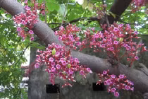 Hoa khế có tác dụng gì?