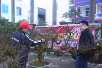 Chiêm ngưỡng cây nhất chi mai độc lạ lần đầu tiên xuất hiện ở Vinh