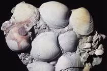 Top động vật có tuổi thọ đáng mơ ước, con người phải ghen tị