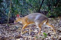 Mất tích 30 năm, loài thú “quý như vàng” bỗng tái xuất ở Việt Nam