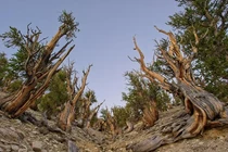 Bí ẩn loài cây được ví như “mộc tinh“: Sống liền 5 thiên niên kỷ! 