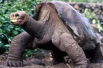 8 loài động vật vô giá của nhân loại: Một loài ở Việt Nam! 