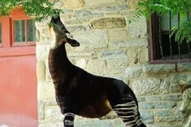 Kỳ lân châu Phi có nguy cơ tuyệt chủng: Loài "quý hơn vàng"! 