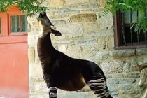 Kỳ lân châu Phi có nguy cơ tuyệt chủng: Loài "quý hơn vàng"! 