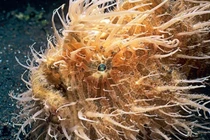 Sửng sốt loạt động vật kì dị nhìn như "quái vật" ngoài hành tinh 