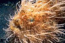 Sửng sốt loạt động vật kì dị nhìn như "quái vật" ngoài hành tinh 