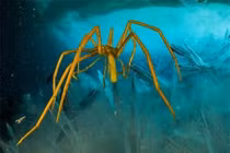 Sinh vật bí ẩn nhất đại dương, có “siêu năng lực” chấn động toàn cầu