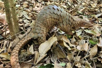 Thả tê tê Java về rừng Đồng Nai: Loài quý như vàng ở Việt Nam! 