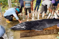 Cận cảnh cá Ông 300 kg cực quý trôi dạt vào bờ biển Trà Vinh