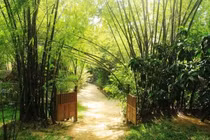 Trồng 6 loại cây này trước cửa để rước tài lộc về nhà