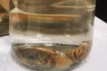 Loài cua mới phát hiện ở Việt Nam: Thế giới chưa từng biết đến! 