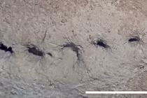 Tóm gọn “thủ phạm” gây ra hàng lỗ thẳng tắp dưới đáy biển