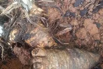 Đào trúng “vật thể lạ” hình bàn chân, té ngửa khi biết lai lịch