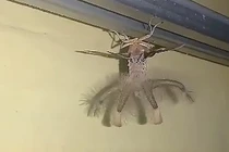 “Đứng hình” sinh vật giống người ngoài hành tinh đu bám trên trần nhà