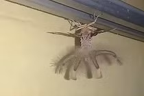 “Đứng hình” sinh vật giống người ngoài hành tinh đu bám trên trần nhà