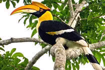 Loài chim quý sở hữu “báu vật” hàng trăm triệu: Có trong Sách Đỏ VN!