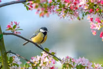 Sinh con năm Quý Mão 2023 tháng Âm lịch nào là may mắn nhất?