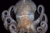 Sốc “con lai của sinh vật ngoài hành tinh” hé lộ tương lai Trái Đất?