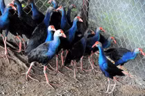 Loài chim “dữ tợn”, trông nhà điêu luyện như chó: Việt Nam có đầy! 