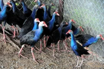 Loài chim “dữ tợn”, trông nhà điêu luyện như chó: Việt Nam có đầy! 