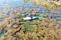 Hè về Hòn Khô đón mùa rong mơ