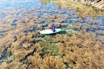 Hè về Hòn Khô đón mùa rong mơ