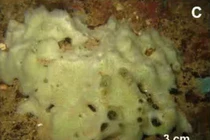 Giải mã sinh vật bí ẩn mới phát hiện dưới biển sâu Việt Nam