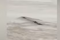 Video: Phát hiện “thủy quái” bơi trên sông và sự thật ngã ngửa phía sau