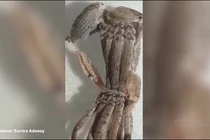 Mở cửa nhà, người phụ nữ bất ngờ bắt gặp “quái vật” đang lột xác