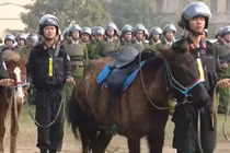 Cảnh sát Cơ động Kỵ binh Việt Nam được trang bị giống ngựa từng chinh phạt châu Âu?