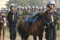 Cảnh sát Cơ động Kỵ binh Việt Nam được trang bị giống ngựa từng chinh phạt châu Âu?