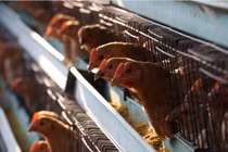 Dịch viêm phổi Vũ Hán chưa qua, Trung Quốc lại bùng phát cúm gia cầm