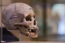 Cận cảnh 500 báu vật đại dương bất ngờ xuất hiện ở HN 