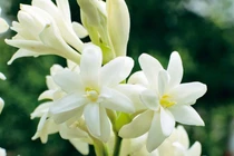 Sáng cô hồn đặt thứ này trên bàn thờ, tối may mắn gõ cửa, tiền bạc ùn ùn kéo đến