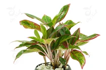 5 loại cây phong thủy "hít" mùi tiền, đặt ở đâu tiền vàng ào ào đổ về đấy 