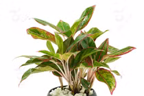 5 loại cây phong thủy "hít" mùi tiền, đặt ở đâu tiền vàng ào ào đổ về đấy 