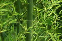 Trước nhà mà trồng 5 loại cây phong thủy này, lộc ào về như thác lũ 