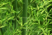 Trước nhà mà trồng 5 loại cây phong thủy này, lộc ào về như thác lũ 