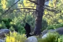 Bấn loạn những lần quái vật chân to Bigfoot thình lình xuất hiện