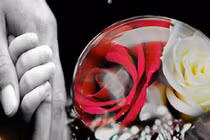 Ai là người đưa “Bông hồng cài áo” vào lễ Vu Lan ở VN? 