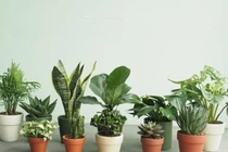 Bắt lỗi phong thủy “hắt hủi" Thần Tài, làm ăn thất bát quanh năm nợ nần