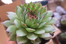 6 loại cây vừa hút kiệt bức xạ lại đại phú quý, đặt đâu tiền chảy ào về đó 