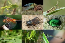 Khám phá “đồ chơi đặc biệt” từng khiến trẻ Hà Nội mê mẩn 