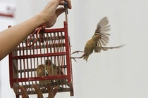 8 sai lầm buộc phải tránh khi phóng sinh mùa Vu Lan