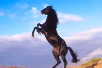 Bí ẩn chiến mã bất chấp đau đớn cứu mạng Tào Tháo