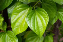 Công thức làm hồng vùng kín an toàn từ thiên nhiên 