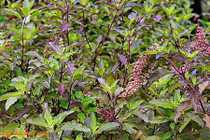 Những loại lá nên có trong nồi nước xông tắm ngày cuối năm