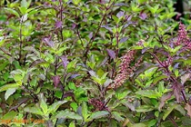 Những loại lá nên có trong nồi nước xông tắm ngày cuối năm